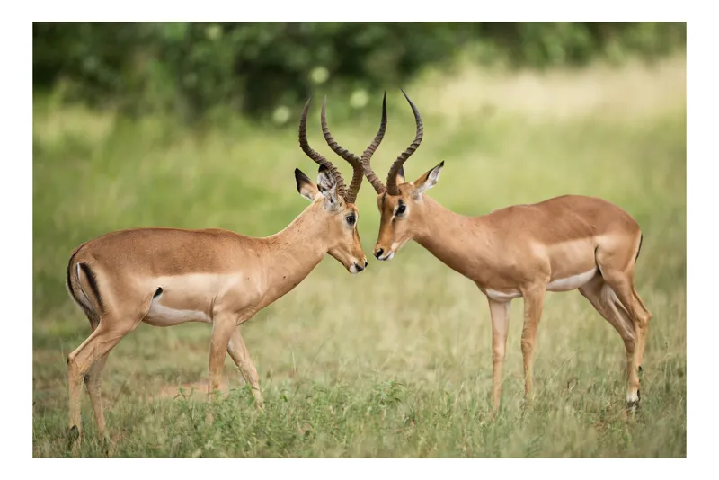 Tablou Canvas, "Întâlnirea grațioasă a antilopelor în savană", Cele două antilope, Natură, Serengeti, Hornuri, Iarbă, Interacțiune, Simetrie, Sălbăticie, Vigilent., 90 x 50 cm