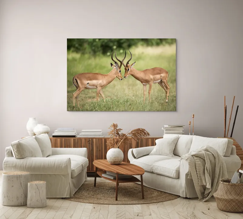Tablou Canvas, "Întâlnirea grațioasă a antilopelor în savană", Cele două antilope, Natură, Serengeti, Hornuri, Iarbă, Interacțiune, Simetrie, Sălbăticie, Vigilent., 150 x 100 cm – poza 3