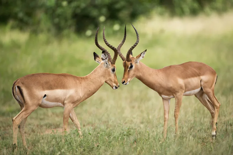 Tablou Canvas, "Întâlnirea grațioasă a antilopelor în savană", Cele două antilope, Natură, Serengeti, Hornuri, Iarbă, Interacțiune, Simetrie, Sălbăticie, Vigilent., 150 x 100 cm – poza 2