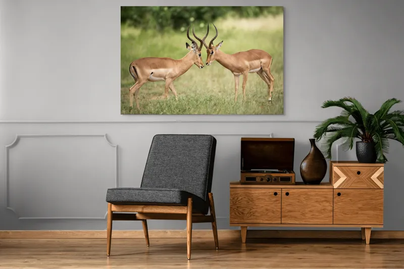 Tablou Canvas, "Întâlnirea grațioasă a antilopelor în savană", Cele două antilope, Natură, Serengeti, Hornuri, Iarbă, Interacțiune, Simetrie, Sălbăticie, Vigilent., 150 x 100 cm – poza 8