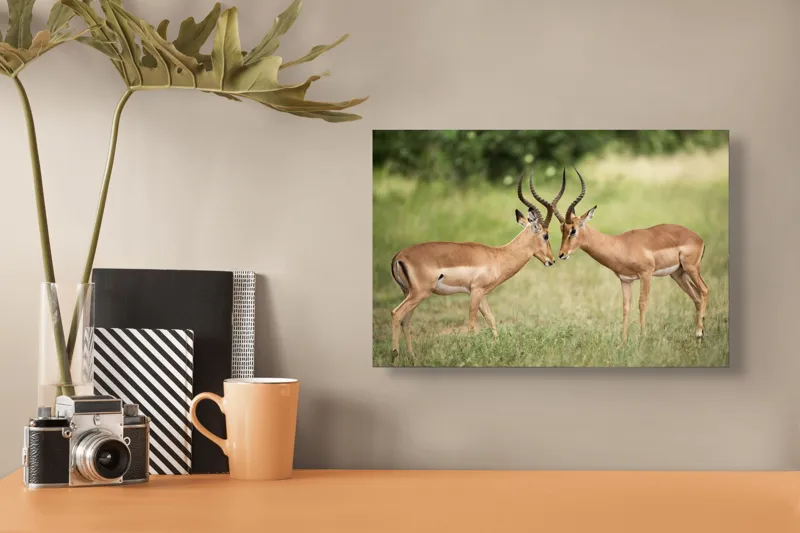 Tablou Canvas, "Întâlnirea grațioasă a antilopelor în savană", Cele două antilope, Natură, Serengeti, Hornuri, Iarbă, Interacțiune, Simetrie, Sălbăticie, Vigilent., 39 x 26 cm – poza 3