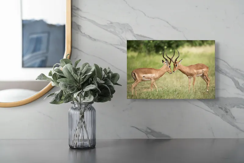 Tablou Canvas, "Întâlnirea grațioasă a antilopelor în savană", Cele două antilope, Natură, Serengeti, Hornuri, Iarbă, Interacțiune, Simetrie, Sălbăticie, Vigilent., 39 x 26 cm – poza 5