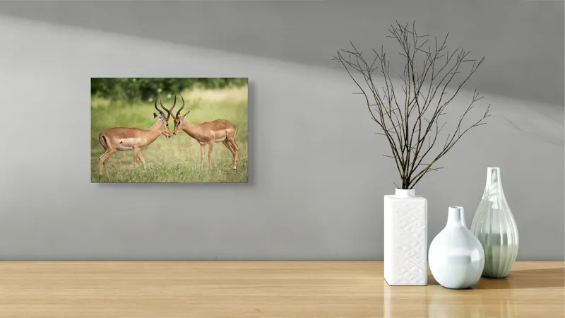Tablou Canvas, "Întâlnirea grațioasă a antilopelor în savană", Cele două antilope, Natură, Serengeti, Hornuri, Iarbă, Interacțiune, Simetrie, Sălbăticie, Vigilent., 39 x 26 cm – poza 8