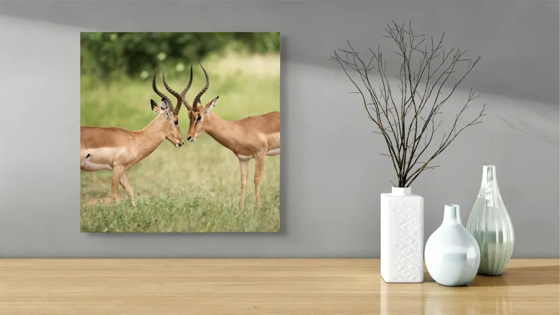 Tablou Canvas, "Întâlnirea grațioasă a antilopelor în savană", Cele două antilope, Natură, Serengeti, Hornuri, Iarbă, Interacțiune, Simetrie, Sălbăticie, Vigilent., 50 x 50 cm – poza 3