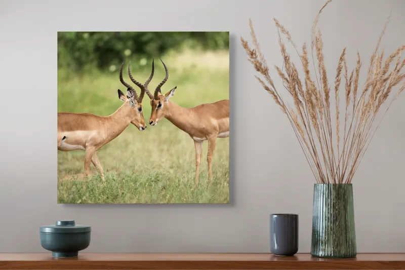 Tablou Canvas, "Întâlnirea grațioasă a antilopelor în savană", Cele două antilope, Natură, Serengeti, Hornuri, Iarbă, Interacțiune, Simetrie, Sălbăticie, Vigilent., 50 x 50 cm – poza 4