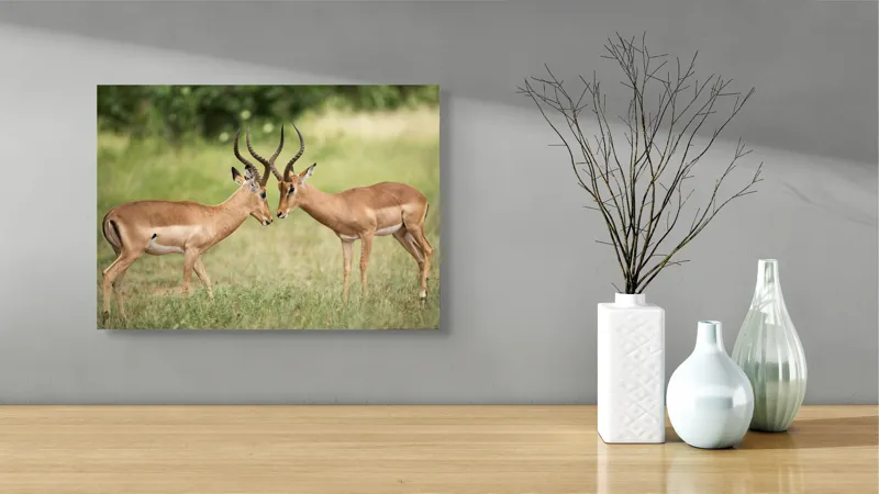Tablou Canvas, "Întâlnirea grațioasă a antilopelor în savană", Cele două antilope, Natură, Serengeti, Hornuri, Iarbă, Interacțiune, Simetrie, Sălbăticie, Vigilent., 54 x 39 cm – poza 3