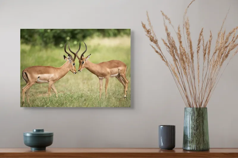 Tablou Canvas, "Întâlnirea grațioasă a antilopelor în savană", Cele două antilope, Natură, Serengeti, Hornuri, Iarbă, Interacțiune, Simetrie, Sălbăticie, Vigilent., 54 x 39 cm – poza 4