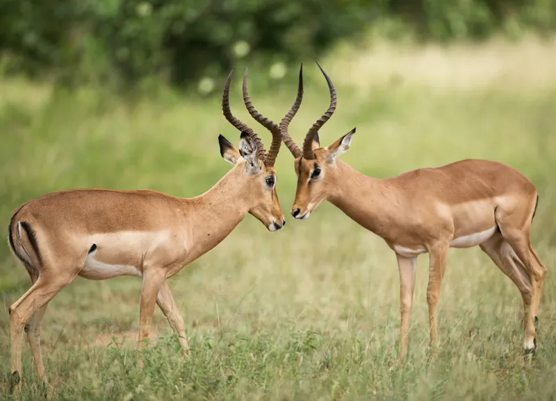 Tablou Canvas, "Întâlnirea grațioasă a antilopelor în savană", Cele două antilope, Natură, Serengeti, Hornuri, Iarbă, Interacțiune, Simetrie, Sălbăticie, Vigilent., 54 x 39 cm – poza 2
