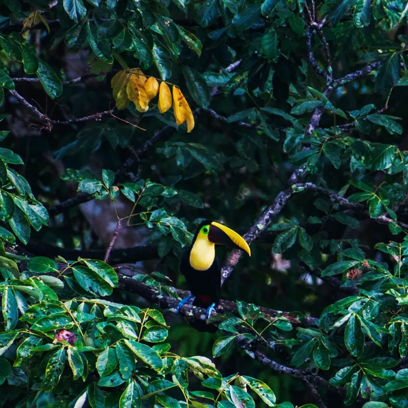 Tablou Canvas, "Tucan printre frunze de smarald", Verde, Frunziș, Tucan, Camuflaj, Natură, Exotic, Galben, Copac, Păsări, Frumusețe, 100 x 100 cm – poza 2