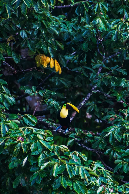Tablou Canvas, "Tucan printre frunze de smarald", Verde, Frunziș, Tucan, Camuflaj, Natură, Exotic, Galben, Copac, Păsări, Frumusețe, 100 x 150 cm – poza 2