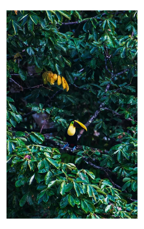 Tablou Canvas, "Tucan printre frunze de smarald", Verde, Frunziș, Tucan, Camuflaj, Natură, Exotic, Galben, Copac, Păsări, Frumusețe, 39 x 54 cm
