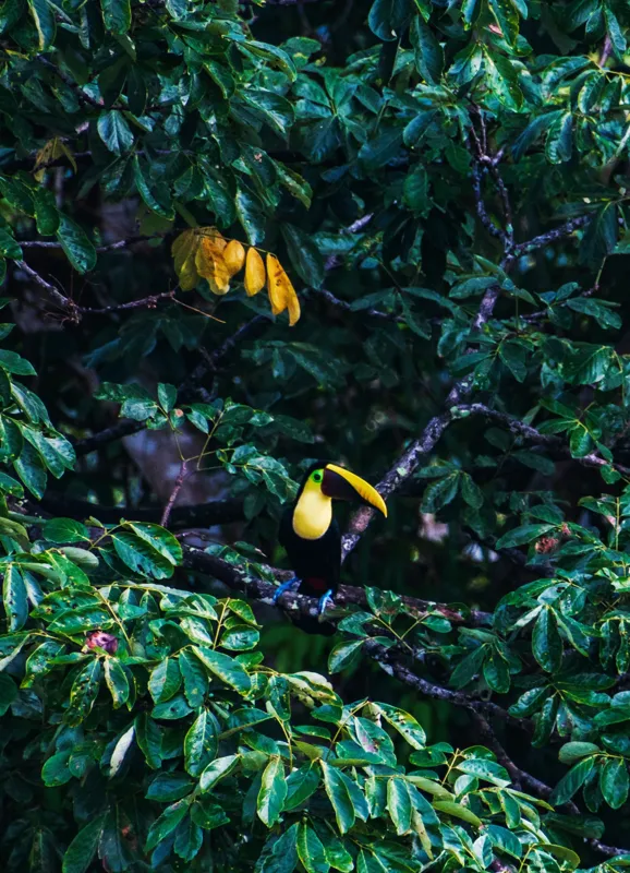 Tablou Canvas, "Tucan printre frunze de smarald", Verde, Frunziș, Tucan, Camuflaj, Natură, Exotic, Galben, Copac, Păsări, Frumusețe, 39 x 54 cm – poza 2