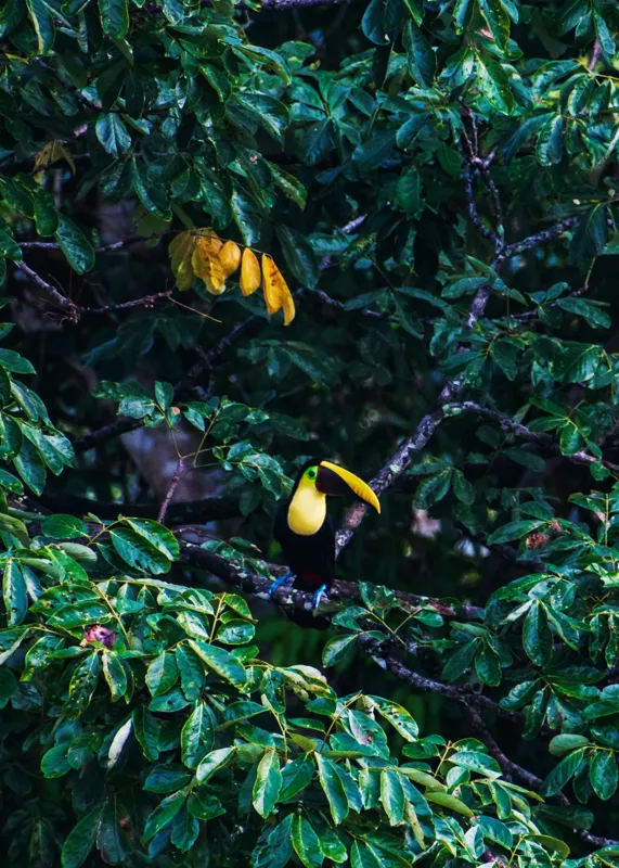 Tablou Canvas, "Tucan printre frunze de smarald", Verde, Frunziș, Tucan, Camuflaj, Natură, Exotic, Galben, Copac, Păsări, Frumusețe, 50 x 70 cm – poza 2