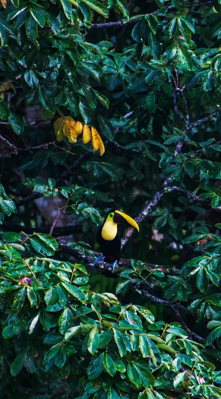 Tablou Canvas, "Tucan printre frunze de smarald", Verde, Frunziș, Tucan, Camuflaj, Natură, Exotic, Galben, Copac, Păsări, Frumusețe, 50 x 90 cm – poza 2