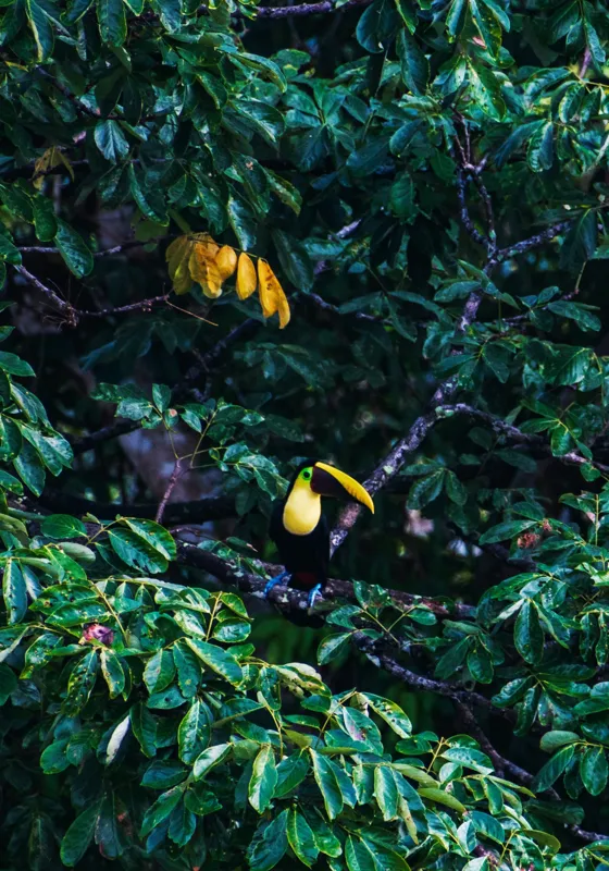Tablou Canvas, "Tucan printre frunze de smarald", Verde, Frunziș, Tucan, Camuflaj, Natură, Exotic, Galben, Copac, Păsări, Frumusețe, 70 x 100 cm – poza 2