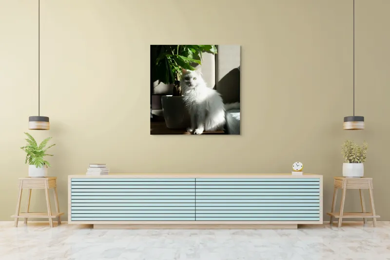 Tablou Canvas, "Pisica albă lângă planta verde", Pisică, Blană, Albă, Ghiveci, Plante, Lumină, Umbră, Mobilier, Perete, 100 x 100 cm – poza 5