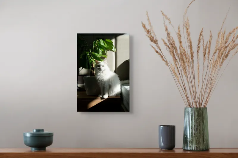 Tablou Canvas, "Pisica albă lângă planta verde", Pisică, Blană, Albă, Ghiveci, Plante, Lumină, Umbră, Mobilier, Perete, 26 x 39 cm – poza 5