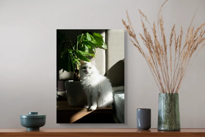 Tablou Canvas, "Pisica albă lângă planta verde", Pisică, Blană, Albă, Ghiveci, Plante, Lumină, Umbră, Mobilier, Perete, 39 x 54 cm – poza 3