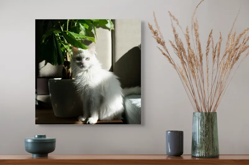 Tablou Canvas, "Pisica albă lângă planta verde", Pisică, Blană, Albă, Ghiveci, Plante, Lumină, Umbră, Mobilier, Perete, 50 x 50 cm – poza 4