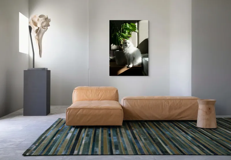 Tablou Canvas, "Pisica albă lângă planta verde", Pisică, Blană, Albă, Ghiveci, Plante, Lumină, Umbră, Mobilier, Perete, 70 x 100 cm – poza 7