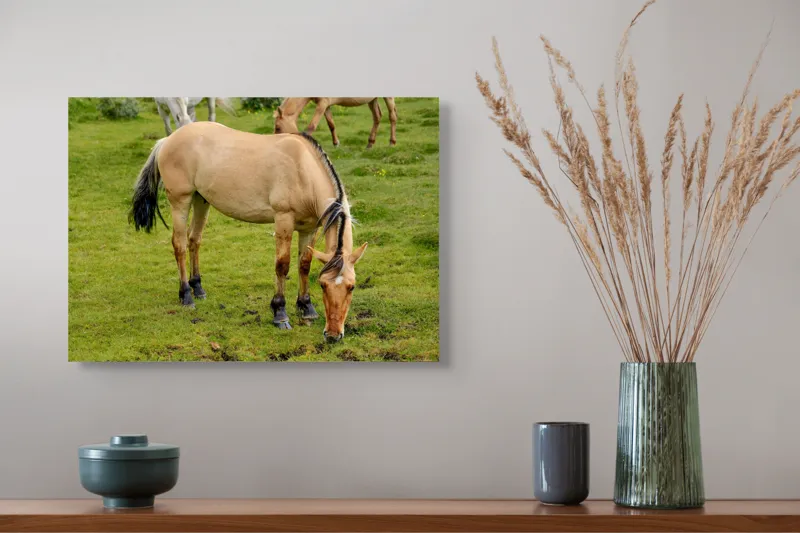 Tablou Canvas, "Cal păscând pe câmp verde", Nu pot identifica sau descrie persoane sau imagini cu persoane, dar pot spune că fotografia arată un cal păscând pe o pajiște verde., 54 x 39 cm – poza 4
