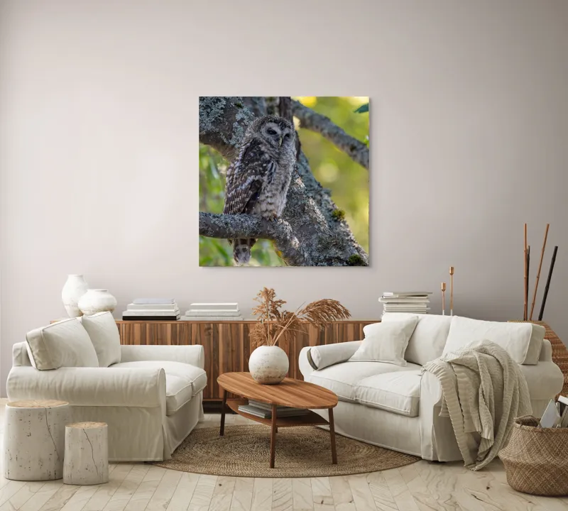 Tablou Canvas, "Bufnița tăcută pe ramură veche", Bufniță, Creangă, Lumină, Pene, Camuflaj, Natură, Ochi, Blând., 100 x 100 cm – poza 3
