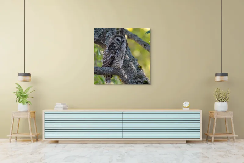 Tablou Canvas, "Bufnița tăcută pe ramură veche", Bufniță, Creangă, Lumină, Pene, Camuflaj, Natură, Ochi, Blând., 100 x 100 cm – poza 5