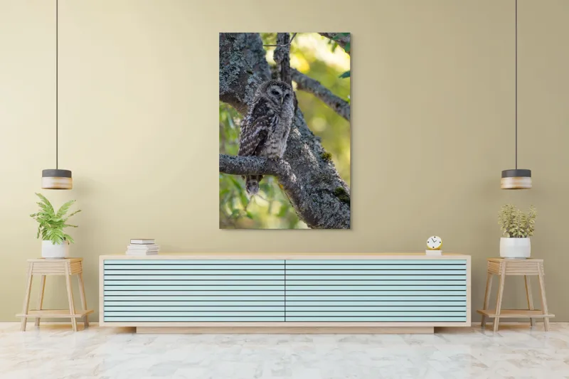 Tablou Canvas, "Bufnița tăcută pe ramură veche", Bufniță, Creangă, Lumină, Pene, Camuflaj, Natură, Ochi, Blând., 100 x 150 cm – poza 4