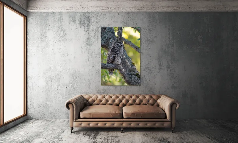Tablou Canvas, "Bufnița tăcută pe ramură veche", Bufniță, Creangă, Lumină, Pene, Camuflaj, Natură, Ochi, Blând., 100 x 150 cm – poza 6