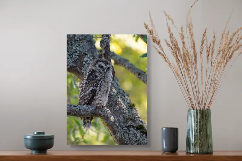 Tablou Canvas, "Bufnița tăcută pe ramură veche", Bufniță, Creangă, Lumină, Pene, Camuflaj, Natură, Ochi, Blând., 39 x 54 cm – poza 3