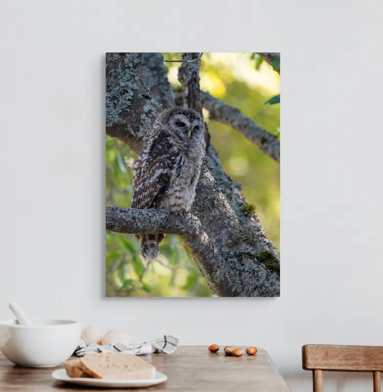 Tablou Canvas, "Bufnița tăcută pe ramură veche", Bufniță, Creangă, Lumină, Pene, Camuflaj, Natură, Ochi, Blând., 50 x 70 cm – poza 3