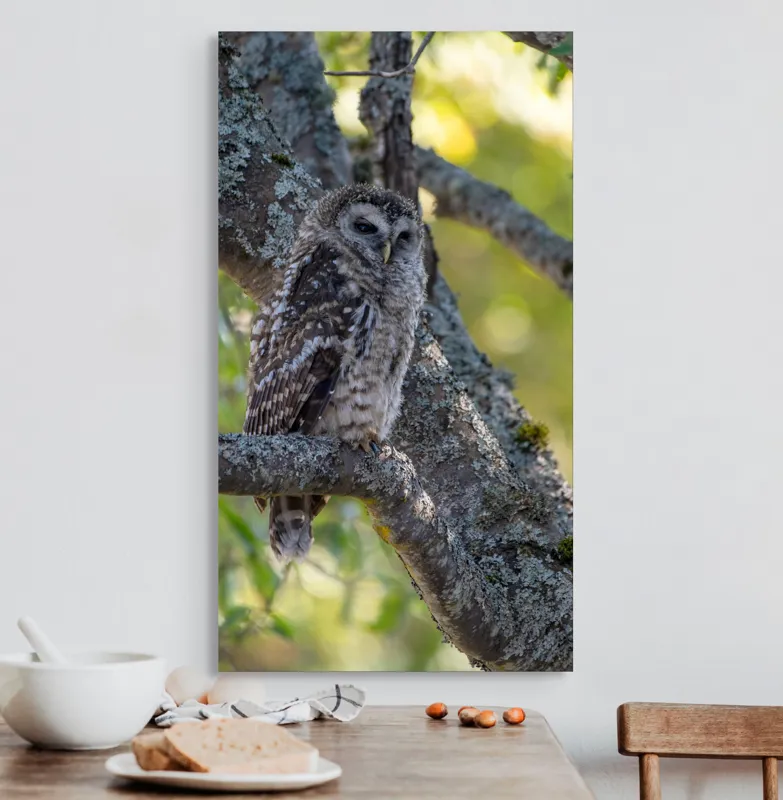 Tablou Canvas, "Bufnița tăcută pe ramură veche", Bufniță, Creangă, Lumină, Pene, Camuflaj, Natură, Ochi, Blând., 50 x 90 cm – poza 3
