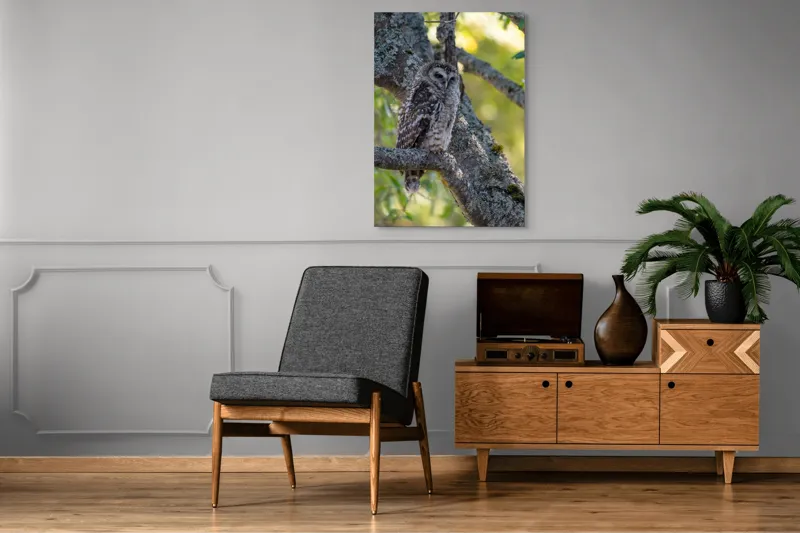 Tablou Canvas, "Bufnița tăcută pe ramură veche", Bufniță, Creangă, Lumină, Pene, Camuflaj, Natură, Ochi, Blând., 70 x 100 cm – poza 6