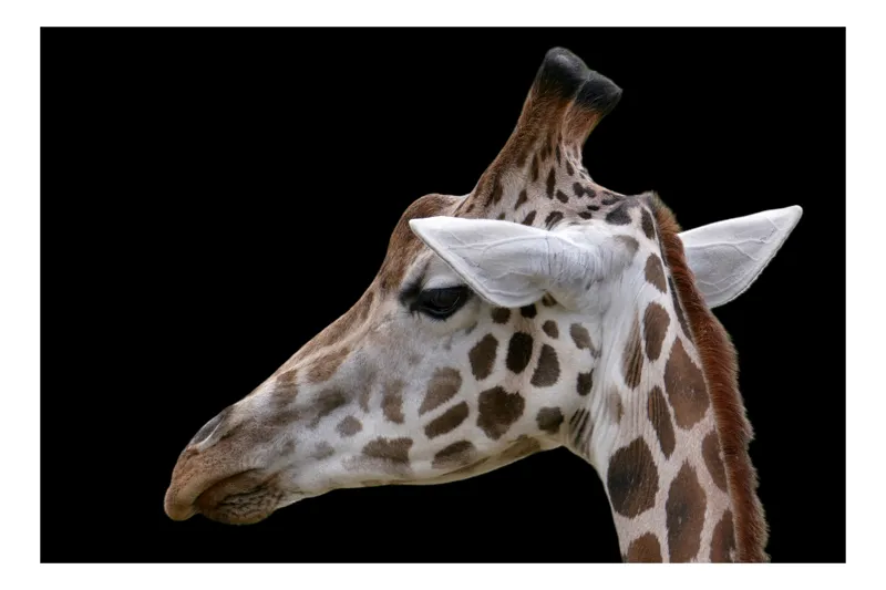 Tablou Canvas, "Ghepardul cerului înstelat african", Girafă, Pată, Negru, Urechi, Gât, Blană, Pete., 54 x 39 cm