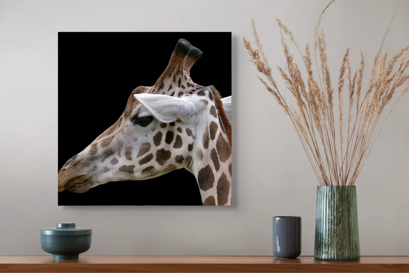 Tablou Canvas, "Ghepardul cerului înstelat african", Girafă, Pată, Negru, Urechi, Gât, Blană, Pete., 50 x 50 cm – poza 4