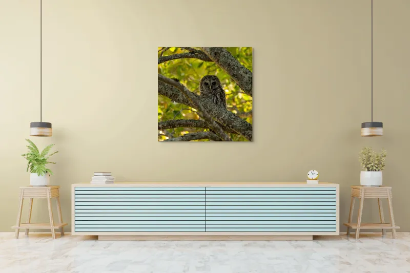 Tablou Canvas, "Bufnița ascunsă în ramuri verzi", Bufniță, Ramuri, Verdeață, Lumină, Camuflaj, Natură, Frunziș, 100 x 100 cm – poza 5
