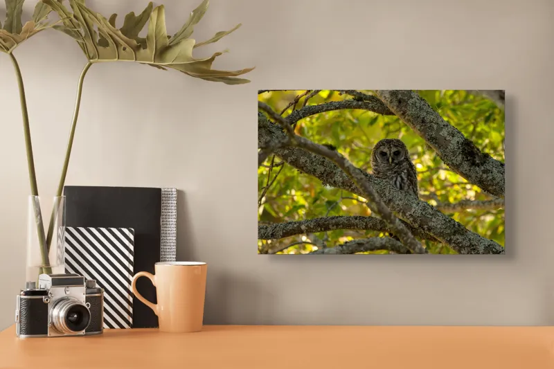 Tablou Canvas, "Bufnița ascunsă în ramuri verzi", Bufniță, Ramuri, Verdeață, Lumină, Camuflaj, Natură, Frunziș, 39 x 26 cm – poza 3