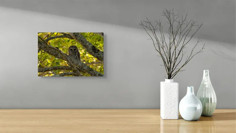 Tablou Canvas, "Bufnița ascunsă în ramuri verzi", Bufniță, Ramuri, Verdeață, Lumină, Camuflaj, Natură, Frunziș, 39 x 26 cm – poza 8