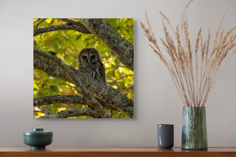 Tablou Canvas, "Bufnița ascunsă în ramuri verzi", Bufniță, Ramuri, Verdeață, Lumină, Camuflaj, Natură, Frunziș, 50 x 50 cm – poza 4
