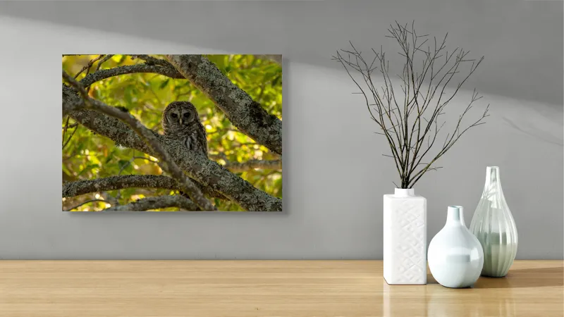 Tablou Canvas, "Bufnița ascunsă în ramuri verzi", Bufniță, Ramuri, Verdeață, Lumină, Camuflaj, Natură, Frunziș, 54 x 39 cm – poza 3