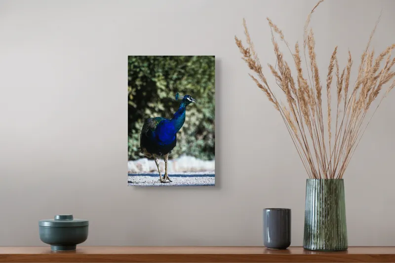 Tablou Canvas Păun Multicolor – Artă Naturală Vibrantă, 26 x 39 cm – poza 5