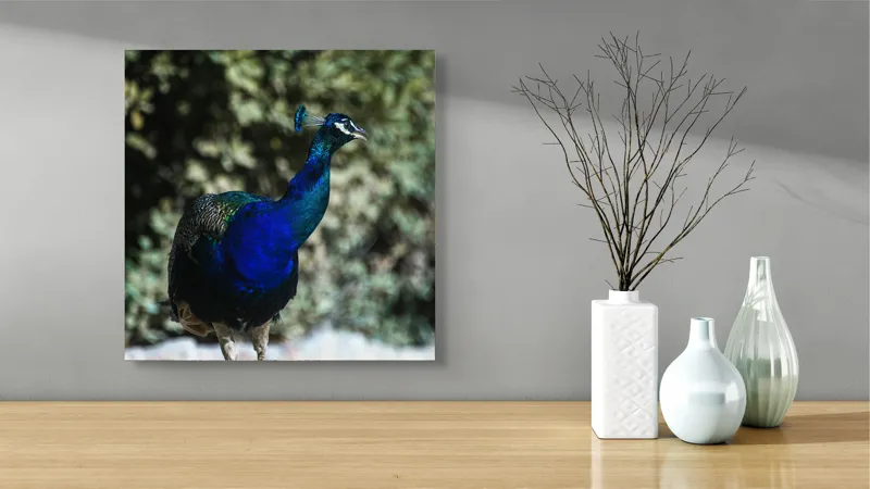Tablou Canvas Păun Multicolor – Artă Naturală Vibrantă, 50 x 50 cm – poza 3