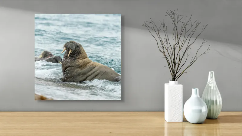 Tablou Canvas Morsa la Malul Oceanului Artă Marină Unică, 50 x 50 cm – poza 3