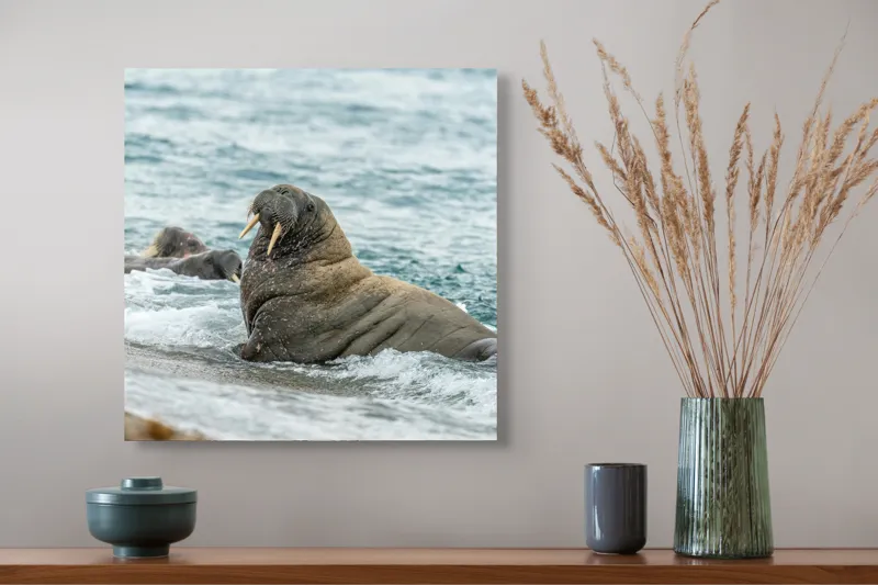 Tablou Canvas Morsa la Malul Oceanului Artă Marină Unică, 50 x 50 cm – poza 4