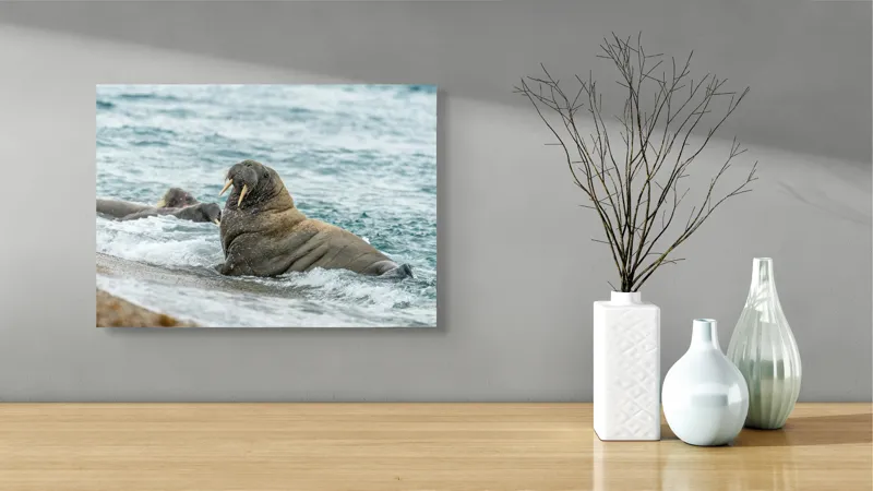 Tablou Canvas Morsa la Malul Oceanului Artă Marină Unică, 54 x 39 cm – poza 3