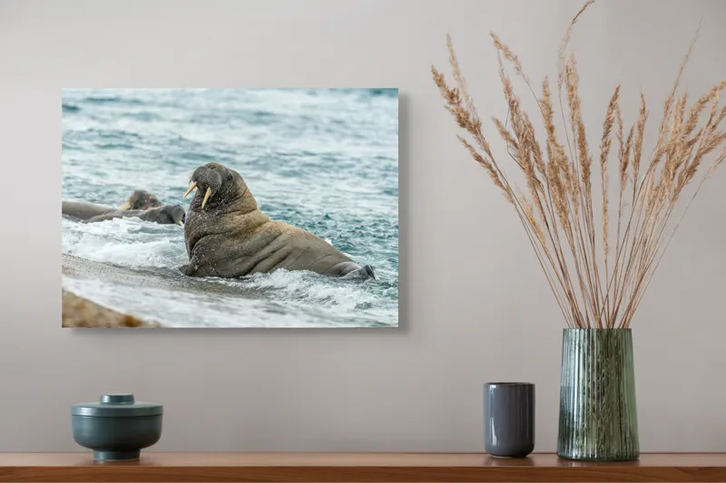 Tablou Canvas Morsa la Malul Oceanului Artă Marină Unică, 54 x 39 cm – poza 4