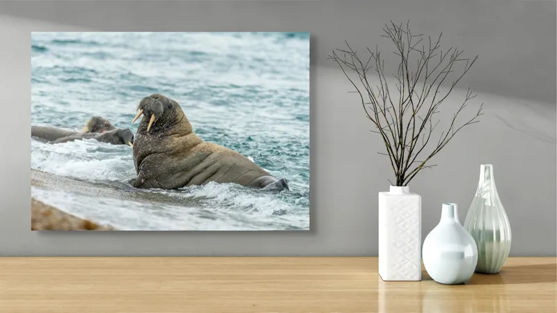 Tablou Canvas Morsa la Malul Oceanului Artă Marină Unică, 70 x 50 cm – poza 3