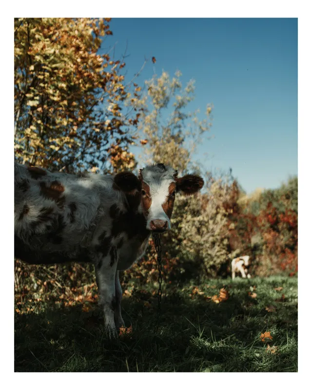 Tablou Canvas, "Vaca în mijlocul naturii toamna", Vacă, Pădure, Toamnă, Copaci, Cer, Iarbă, Frunze, 39 x 54 cm