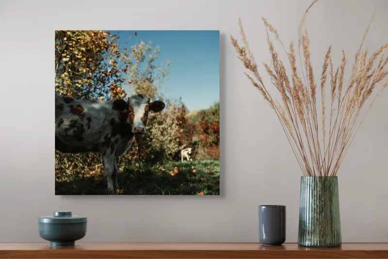 Tablou Canvas, "Vaca în mijlocul naturii toamna", Vacă, Pădure, Toamnă, Copaci, Cer, Iarbă, Frunze, 50 x 50 cm – poza 4