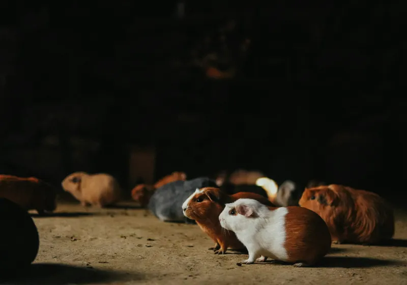Tablou Canvas, "Nu știu cine sunt.", Scurte, Blănoase, Curioase, Drăgălașe, Sociabile, Agitate, Jucăușe, Apetisante, 100 x 70 cm – poza 2